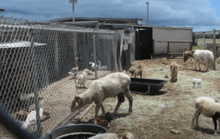 500 Plus Animals Seized in 2013